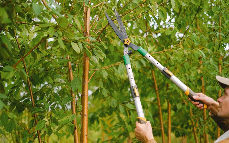 Tree trimming in Lowman, NY